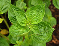 Browallia americana Leaves 1800px.jpg