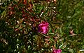 Rosa-nitida-flowering.JPG
