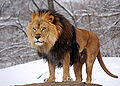 African Lion Panthera leo Male Pittsburgh 2800px adjusted.jpg
