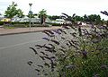 Buddleja-davidii-habit.JPG