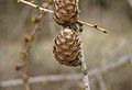 Larix-x-marschlinsii-cone.JPG
