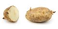 Russet potato cultivar with sprouts.jpg