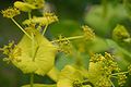Smyrnium-perfoliatum-flowers.JPG