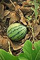 Taiwan 2009 Tainan City Organic Farm Watermelon FRD 7962.jpg