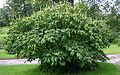 Aesculus-parviflora-habit.JPG