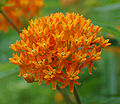 Butterfly Weed Asclepias tuberosa Umbel.jpg