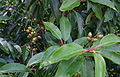 Prunus-lusitanica-fruits.JPG