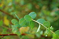 Andrachne phyllanthoides Leaves 3008px.JPG