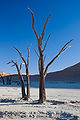 Dead Vlei 2.jpg