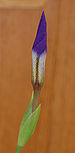 Japanese Roof Iris Iris tectorum 'Woolong' Bud 1439px.jpg