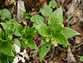 Mercurialis-perennis-male.JPG
