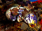 Nembrotha lineolata mating.jpg
