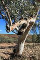 RiverRedGum CentralAustralia.JPG