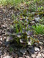 American Alumroot Heuchera americana 'Garnet' Plant 2448px.JPG