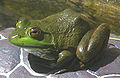American Bullfrog Rana catesbeiana Front 838px.jpg