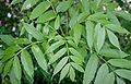 Fraxinus-excelsior-male-leaves.JPG