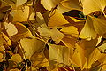 Ginkgo Tree Ginkgo biloba Autumn Leaves 3008px.jpg