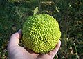 Osage orange 1.jpg