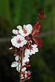 Prunus March 2008-1a.jpg