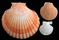 Aequipecten opercularis 2.jpg