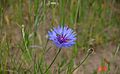 Centaurea-cyanus.JPG