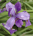 Iris Purple Top View 1788px.jpg