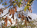 Robinia pseudoacacia fruits.jpg