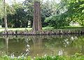 Taxodium-distichum-airroots.JPG