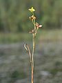 Scheuchzeria palustris korseby.jpeg