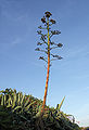 Agave Porto Covo 1.jpg
