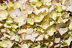 Hydrangea June 2001-6.jpg