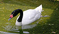 Black-necked Swan Cygnus melancoryphus Swimming 1965px.jpg