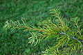 Golden-Larch Pseudolarix kaempferi Leaves 3008px.jpg