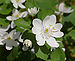 Rue Anemone Thalictrum thalictroides Flower 2479px.jpg