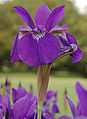 Siberian Iris Iris sibirica Tall Flower 2000px.jpg
