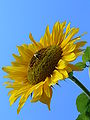 Sunflower 2007.JPG