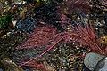 Alnus glutinosa 02 by-dpc.jpg