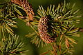 Atlas Cedar Cedrus atlantica Cone Closeup 3008px.jpg