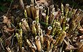 Fallopia-japonica-stems.JPG