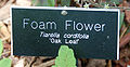 Foam Flower Tiarella cordifolia 'Oak Leaf' Tag 640px.JPG
