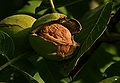 Juglans regia Echte Walnußfrucht 3.JPG