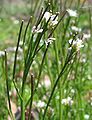 Arabidopsis flowers and seedpods P.2005.04.04.jpg