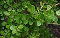 Buxus-microphylla-sinica.JPG