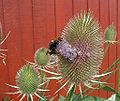 Dipsacus-sativus-flowers.JPG