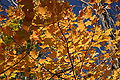 Kickapoo State Park leafs.jpg