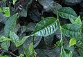 Camellia-sinensis-leaves.JPG