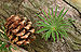 Japanese Larch Larix kaempferi Cone and Needles Angle 3000px.jpg