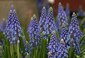 Armenian Grape Hyacinth Muscari armeniacum Flowers 2829px.jpg