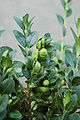 Common Boxwood Buxus sempervirens 'Vardar Valley' Leaves 2000px.JPG