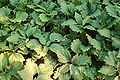 Alleghany Pachysandra Pachysandra procumbens Plants 3008px.JPG